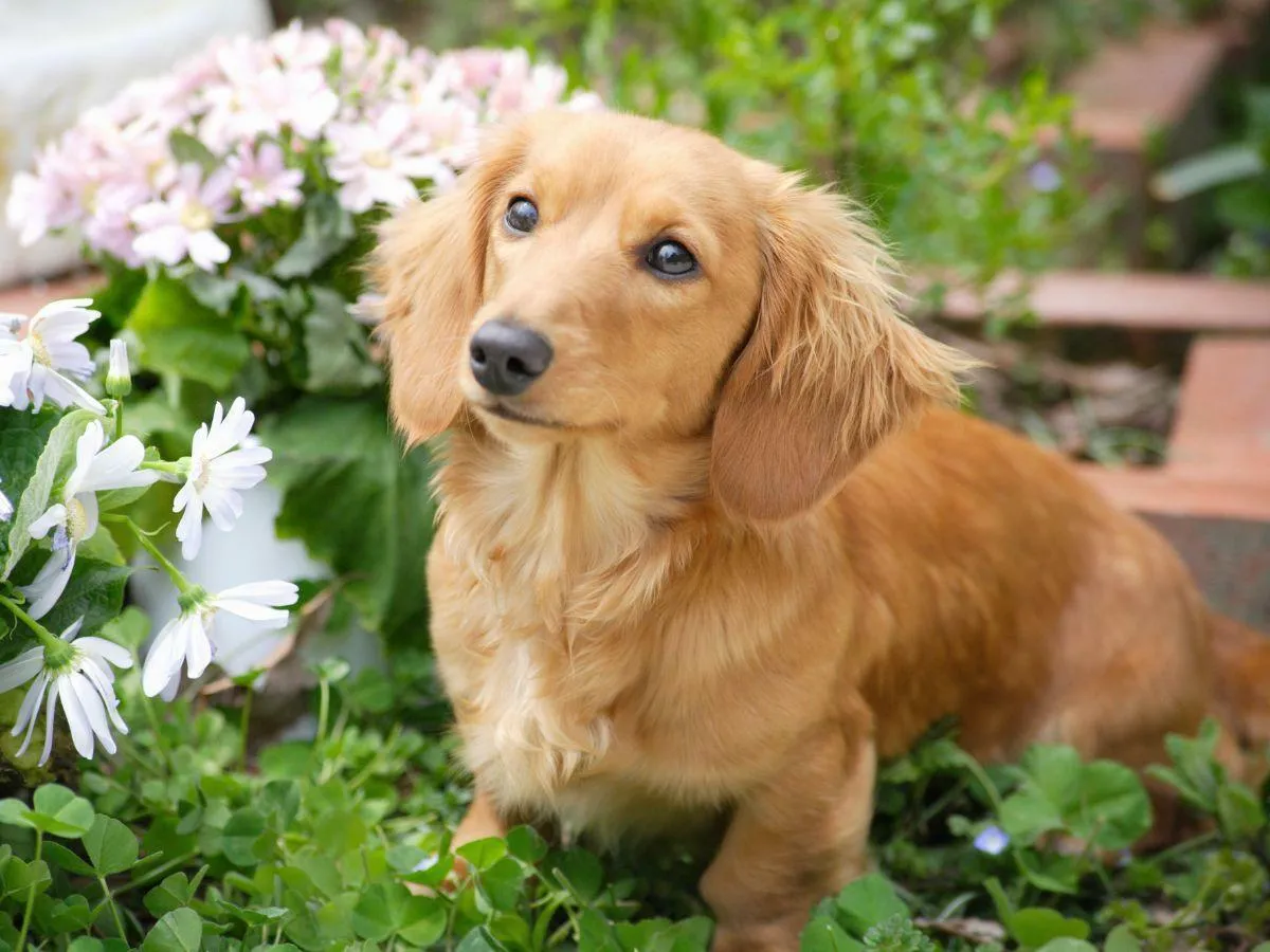 適切なドッグフードで愛犬の笑顔を守る