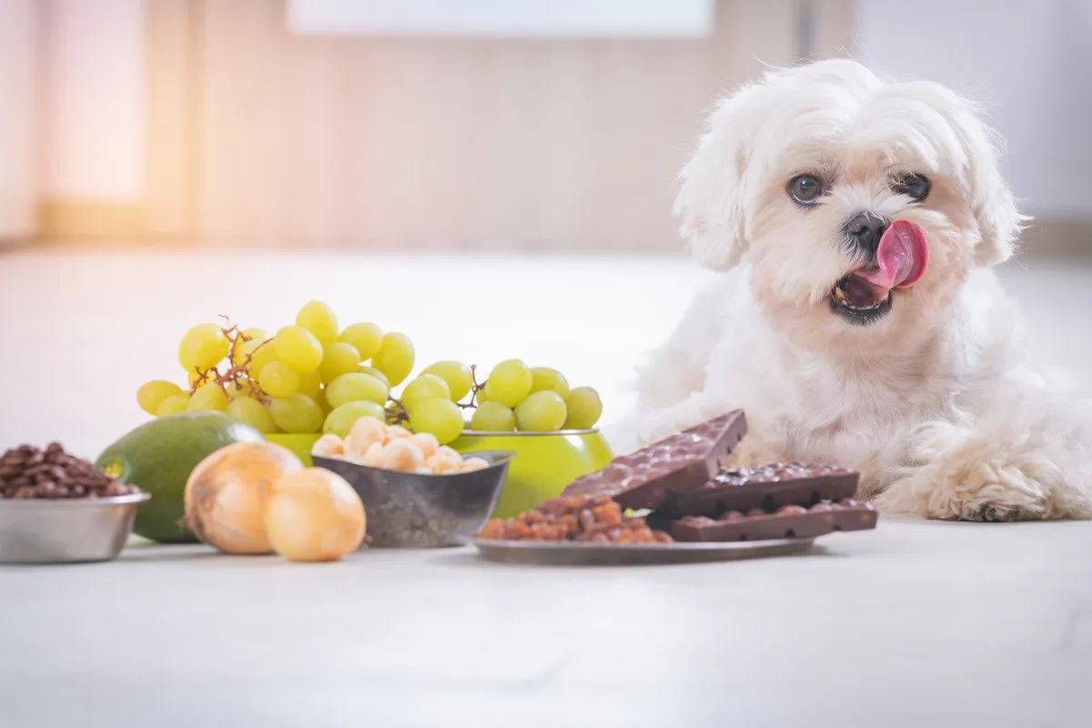 ベストな食事スケジュールの提案