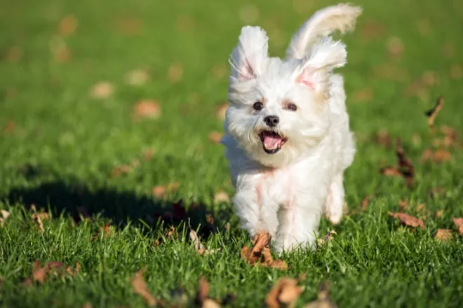 愛犬の健康管理は「食事」から始めよう