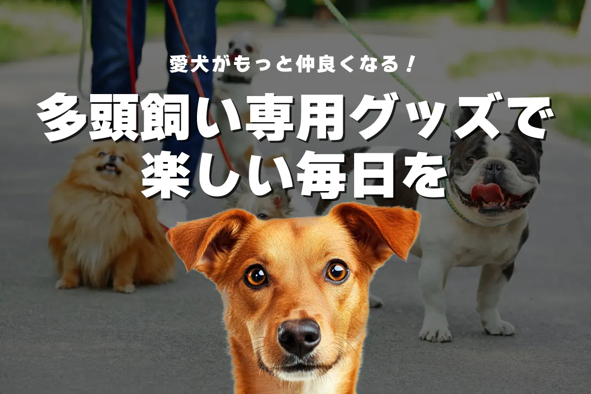 愛犬がもっと仲良くなる！多頭飼い専用グッズで楽しい毎日を実現