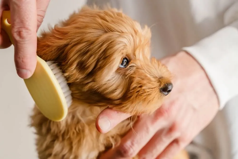 短毛犬 vs 長毛犬：ブラシ選びの基準