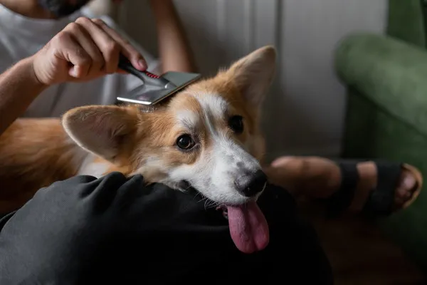 ブラッシング嫌いの犬をリラックスさせる方法