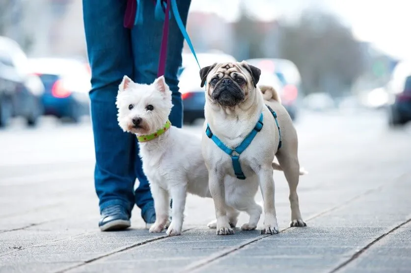 小型犬にハーネスが必要な理由