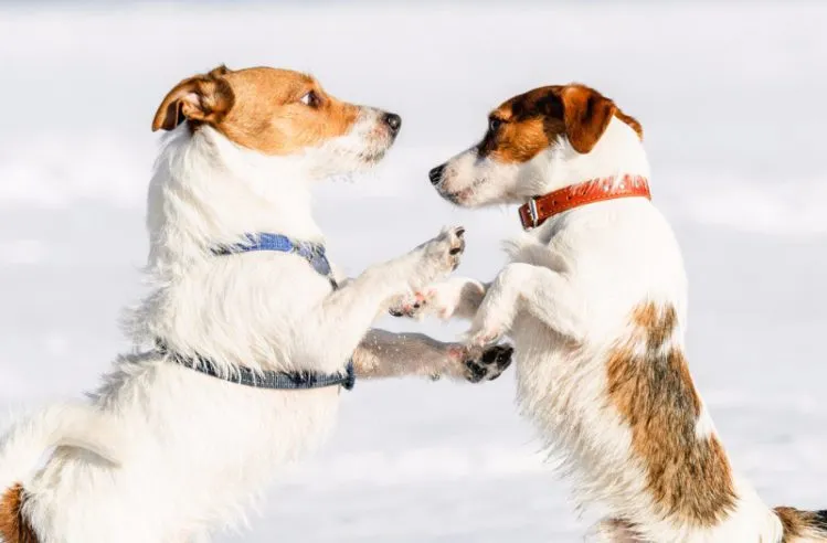 ハーネスと首輪の違い：小型犬にはどちらが適している？