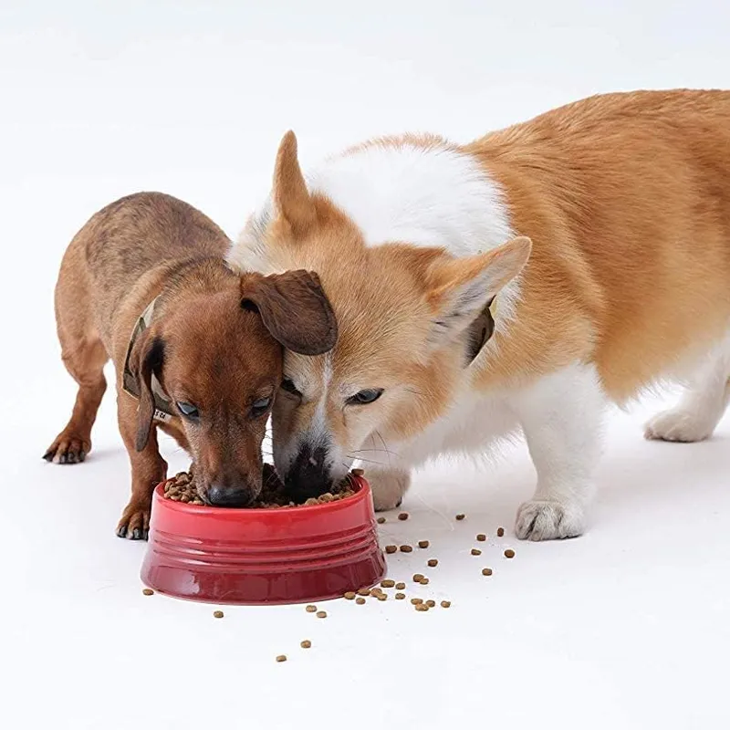 ソルビダ グレインフリー チキン 室内飼育子犬用